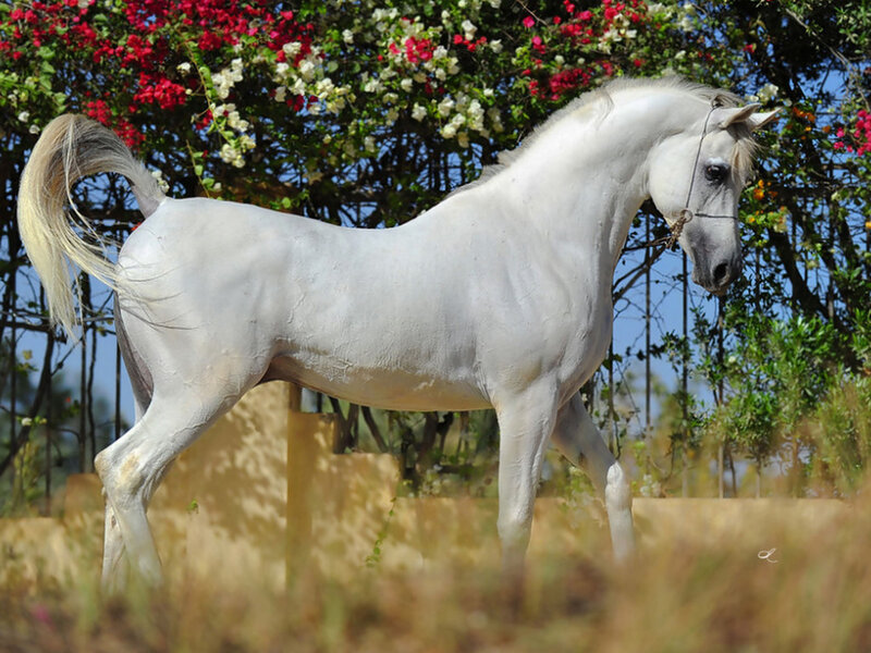 White Arabian Horse — Serene, Afternoon