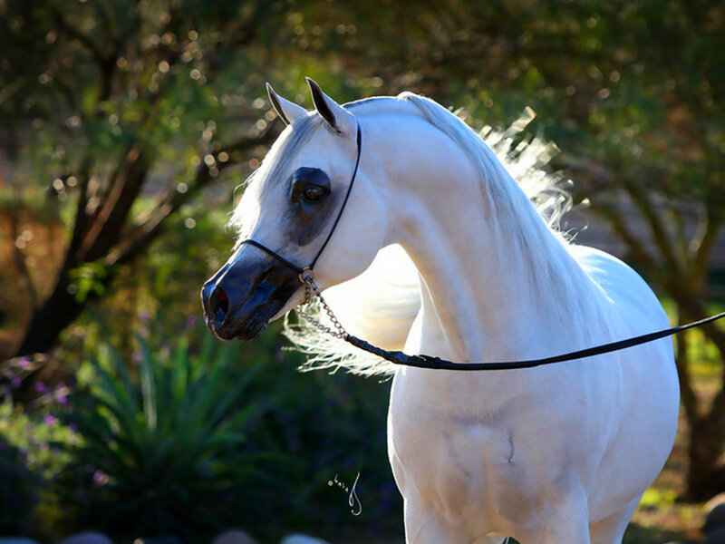 White Arabian Horse — Serene