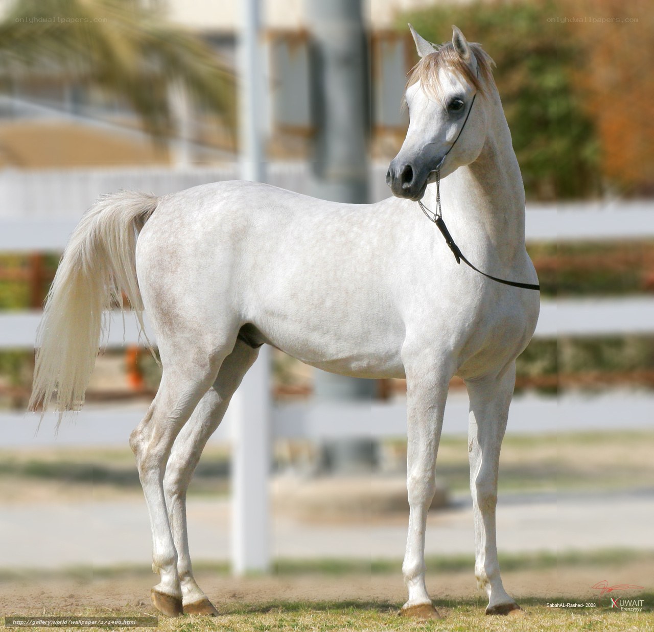 white arabian horse