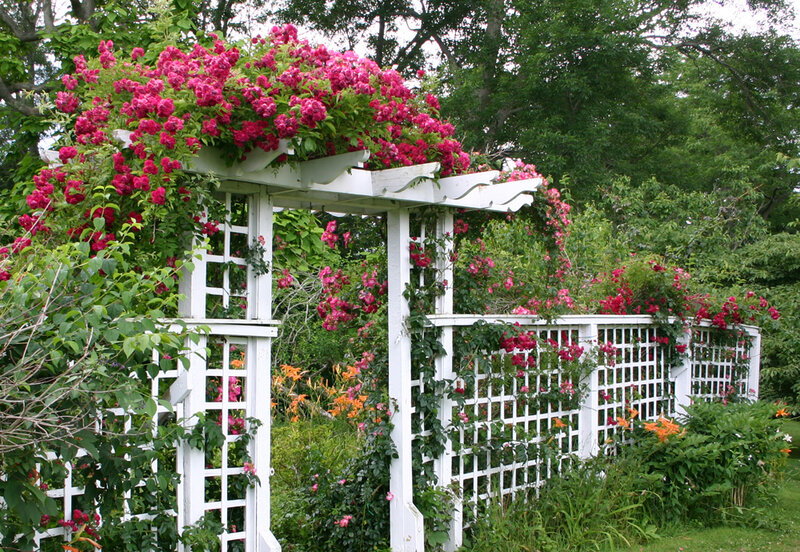 White Arbor with Roses