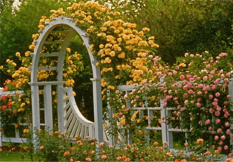 White Arbor with Roses — Yellow, Serene