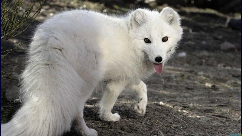 White Arctic Fox — Alert, Afternoon