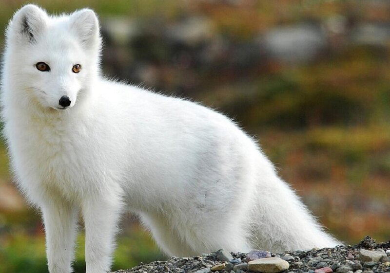 White Arctic Fox — Alert, Autumn, Photograph, Rocks