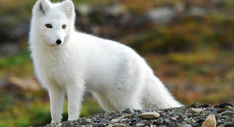 White Arctic Fox — Alert, Autumn, Photograph