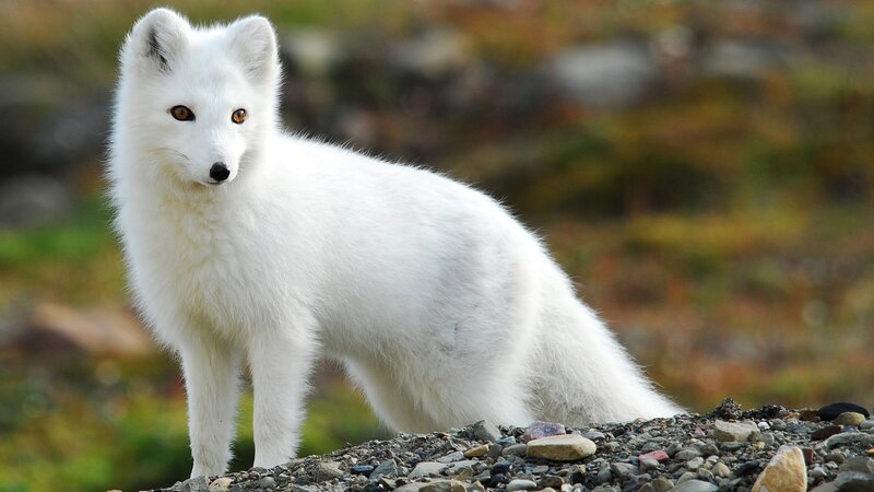 White Arctic Fox — Alert, Autumn