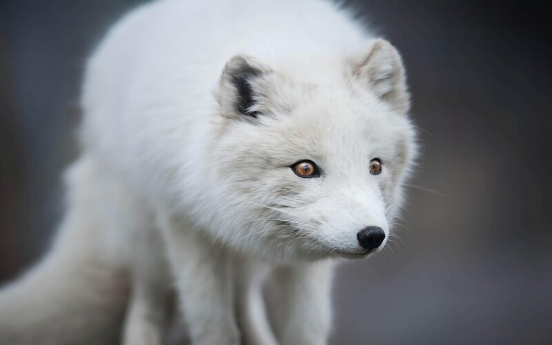 White Arctic Fox — Alert, Photograph, Eyes