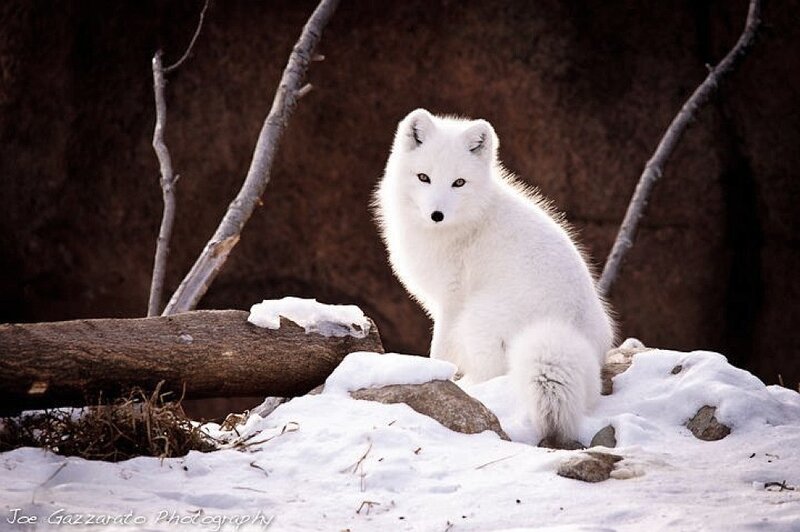 White Arctic Fox — Alert