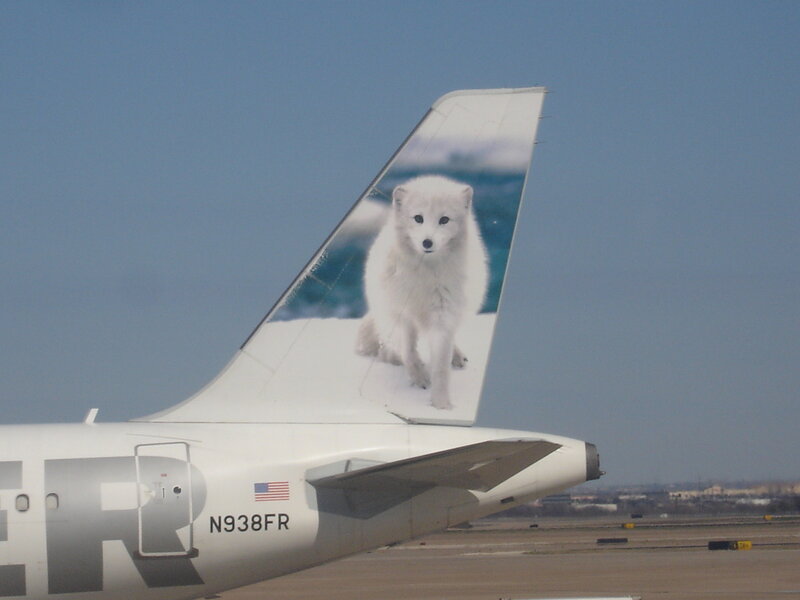 White Arctic Fox — Calm, Afternoon, Photograph