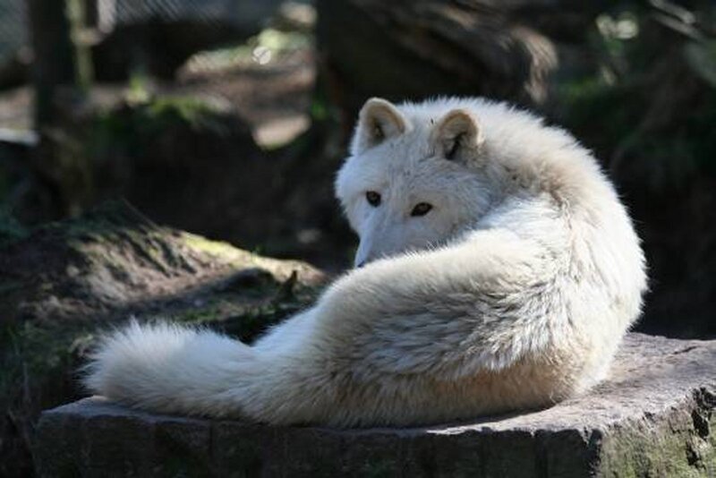 White Arctic Fox — Calm, Afternoon
