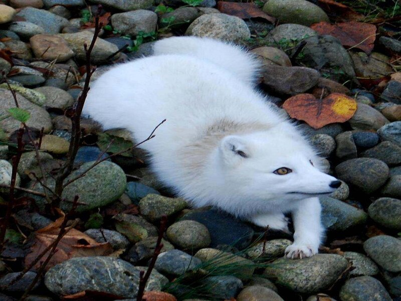 White Arctic Fox — Calm, Autumn