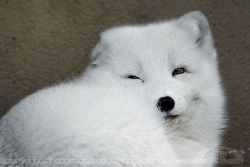 White Arctic Fox — Calm, Photograph, Brown Background