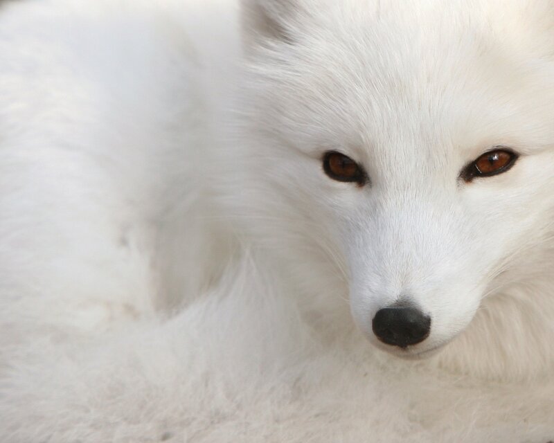 White Arctic Fox — Calm, Photograph, Brown Eyes