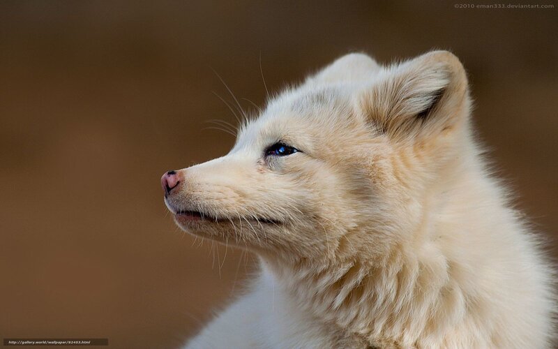 White Arctic Fox — Calm, Photograph, Eye