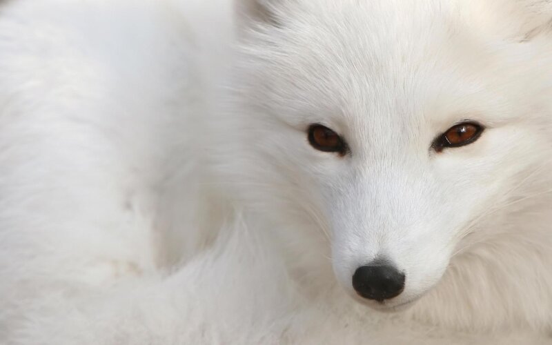 White Arctic Fox — Calm, Photograph, Eyes