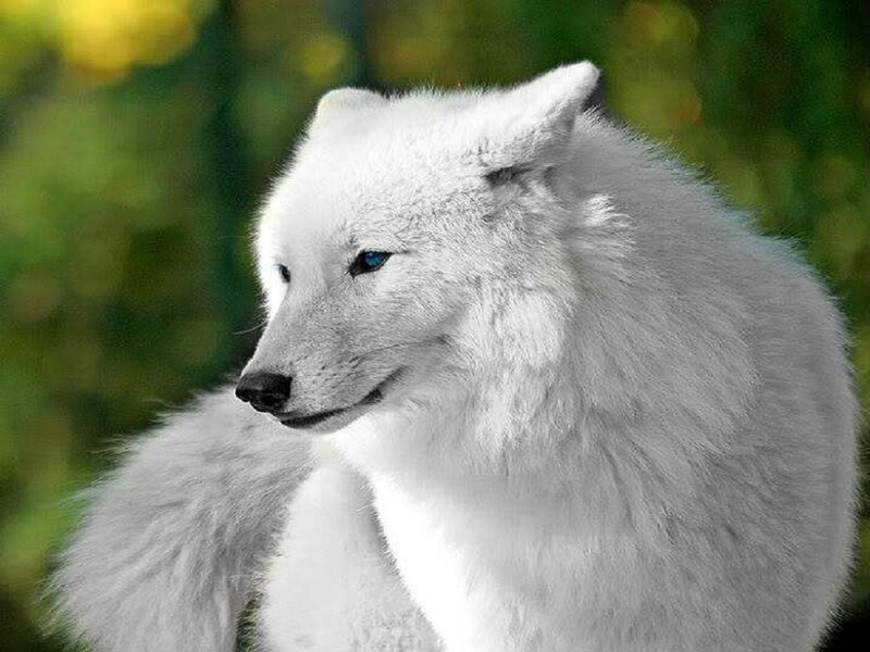 White Arctic Fox — Calm, Photograph, Green Foliage