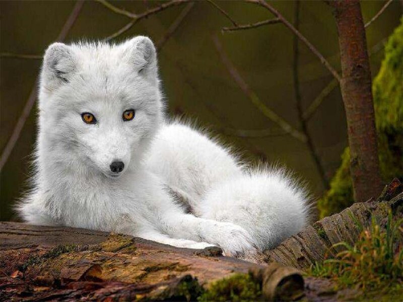 White Arctic Fox — Calm, Photograph, Log