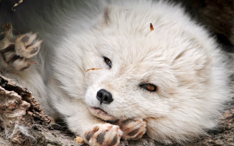 White Arctic Fox — Calm, Photograph, Paws