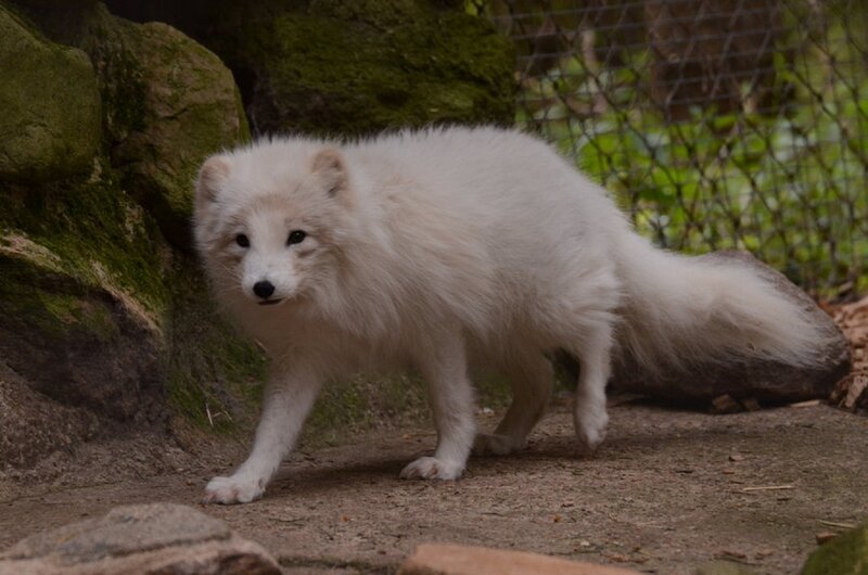 White Arctic Fox — Calm, Photograph, Rock, Fence
