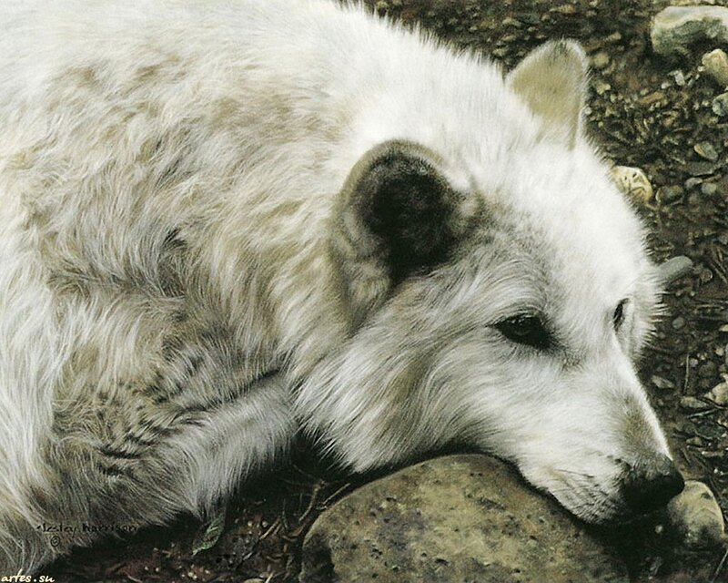 White Arctic Fox — Calm, Photograph, Rock, Ground
