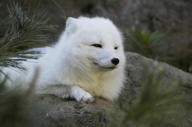 White Arctic Fox — Calm, Photograph, Rock, Pine Needles