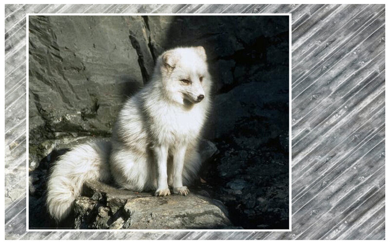 White Arctic Fox — Calm, Photograph, Rock