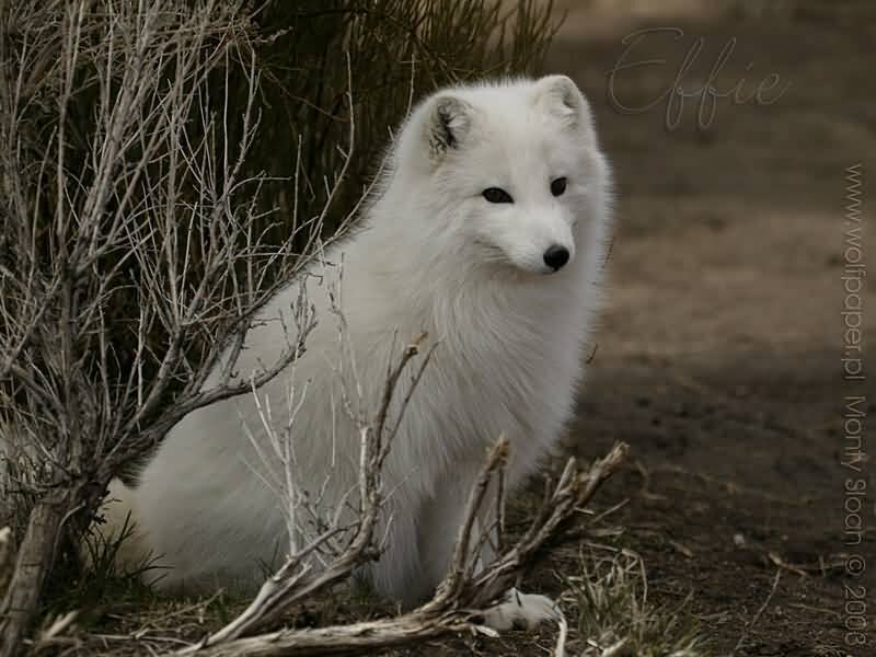 White Arctic Fox — Calm, Photograph