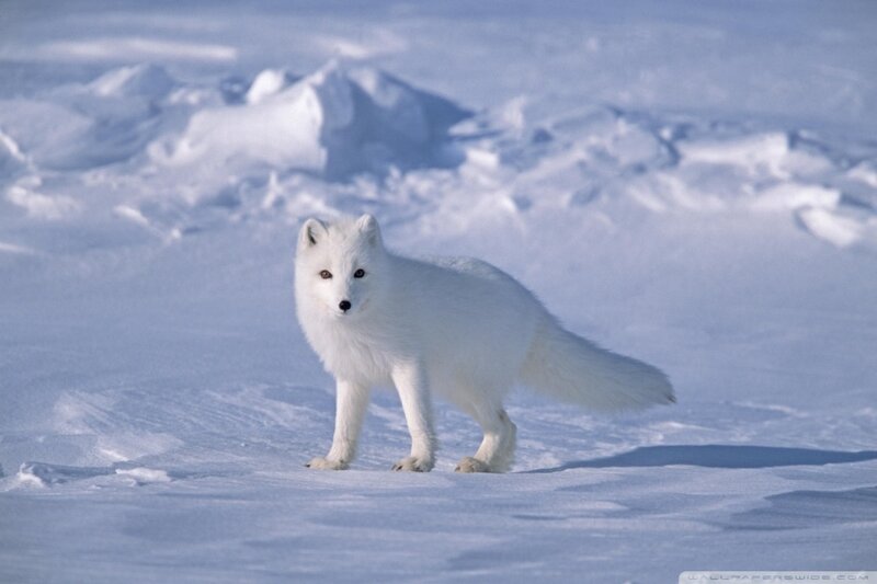 White Arctic Fox — Calm