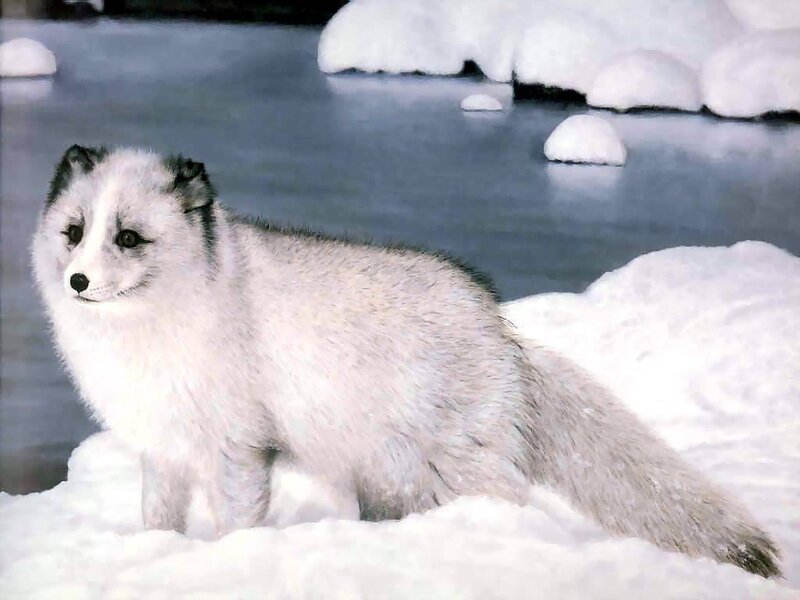 White Arctic Fox — Calm, Winter, Photograph, Snow, Ice