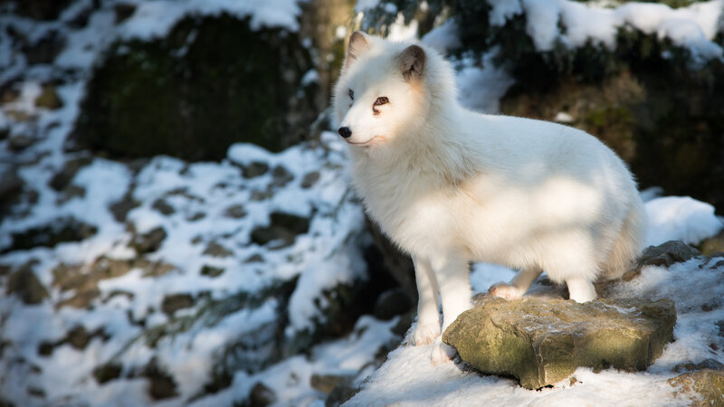 White Arctic Fox — Calm, Winter, Photograph, Snow, Rock
