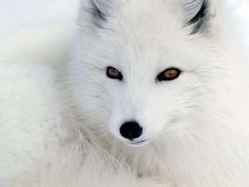 White Arctic Fox — Calm, Winter, Photograph, Snow