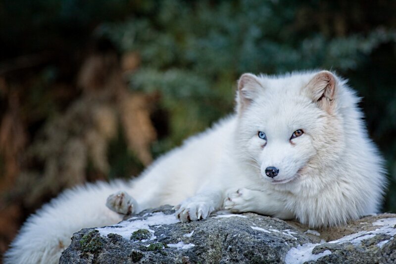 White Arctic Fox — Calm, Winter, Photograph
