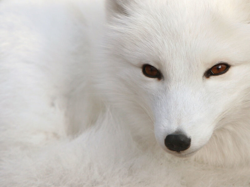 white arctic fox close-up