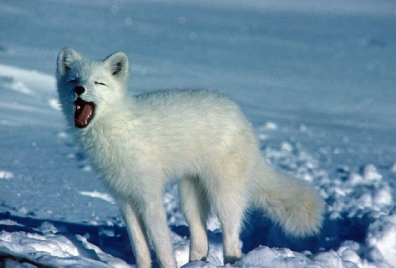 White Arctic Fox — Cold