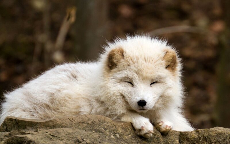 White Arctic Fox Cub