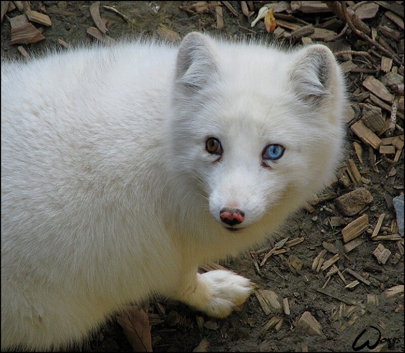 White Arctic Fox — Curious, Photograph