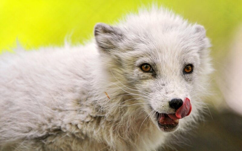 White Arctic Fox — Curious