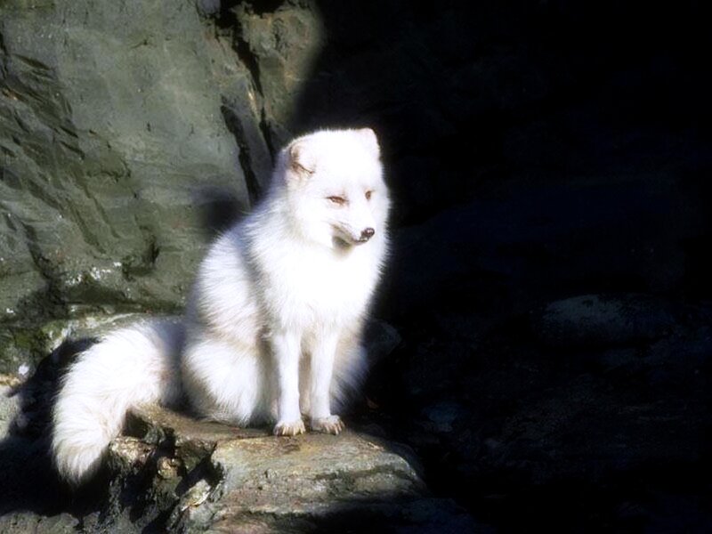White Arctic Fox — Dramatic