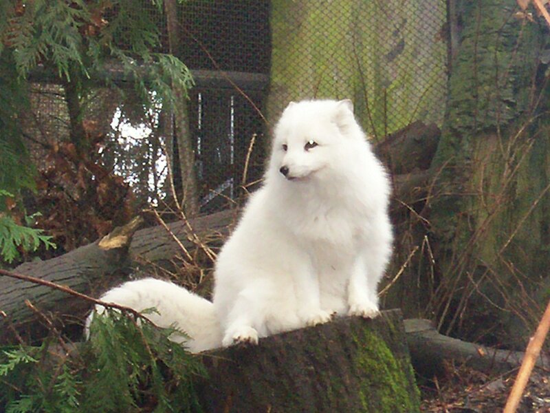 white arctic fox in enclosure