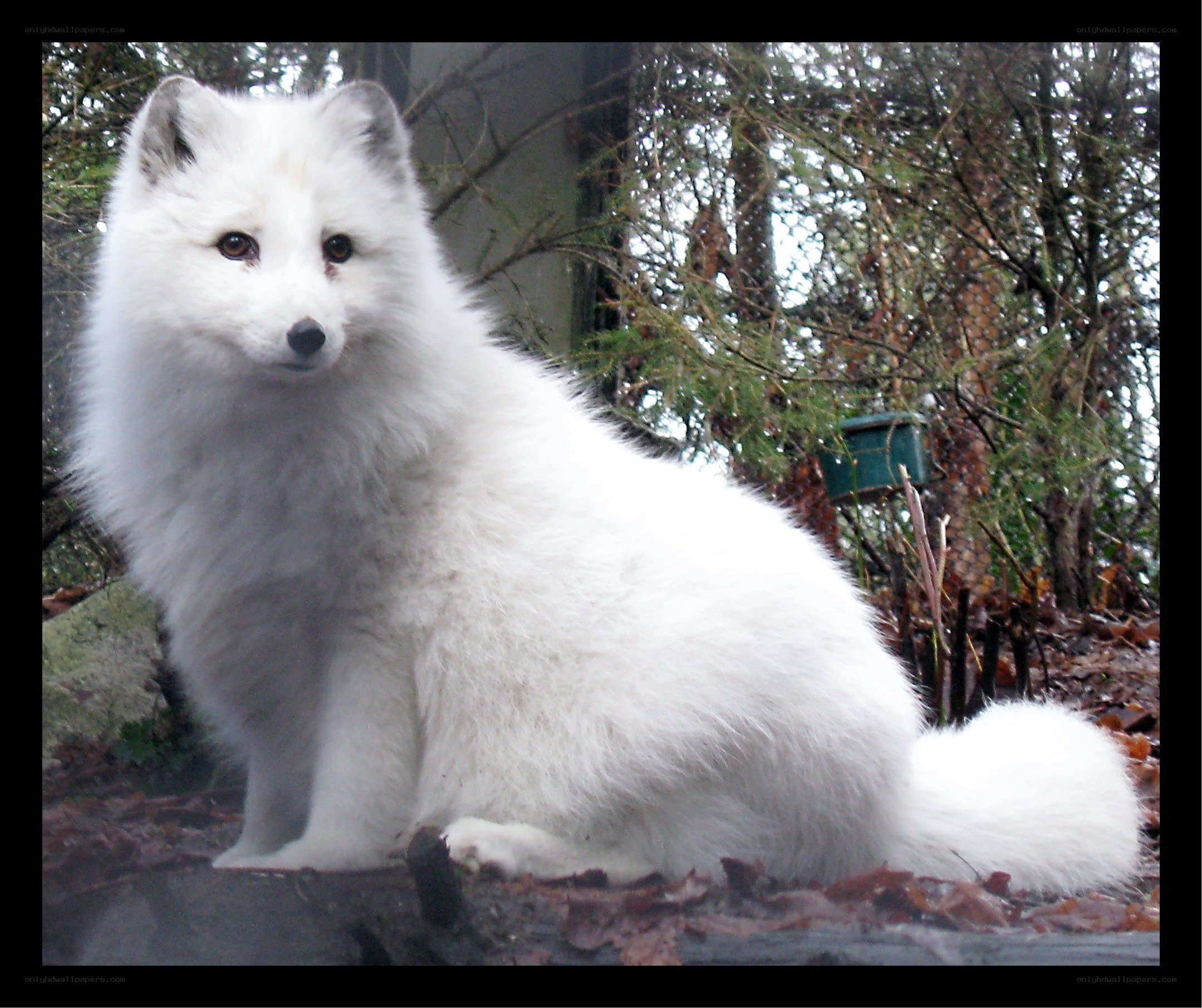 white arctic fox in forest