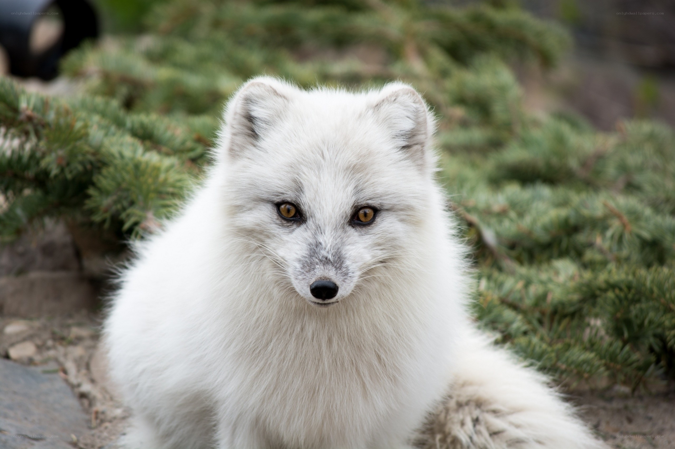 white arctic fox in nature