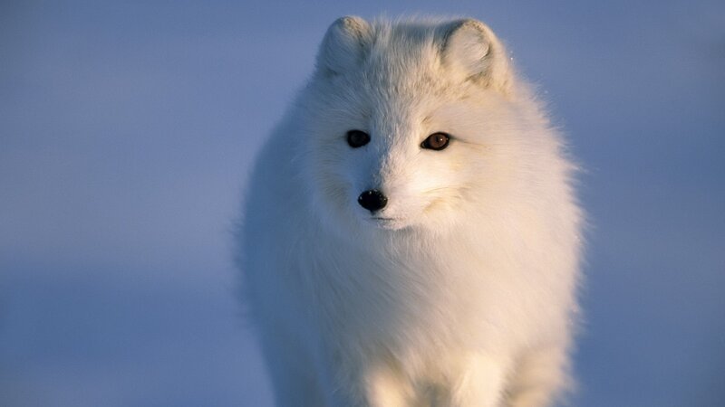 white arctic fox in snow