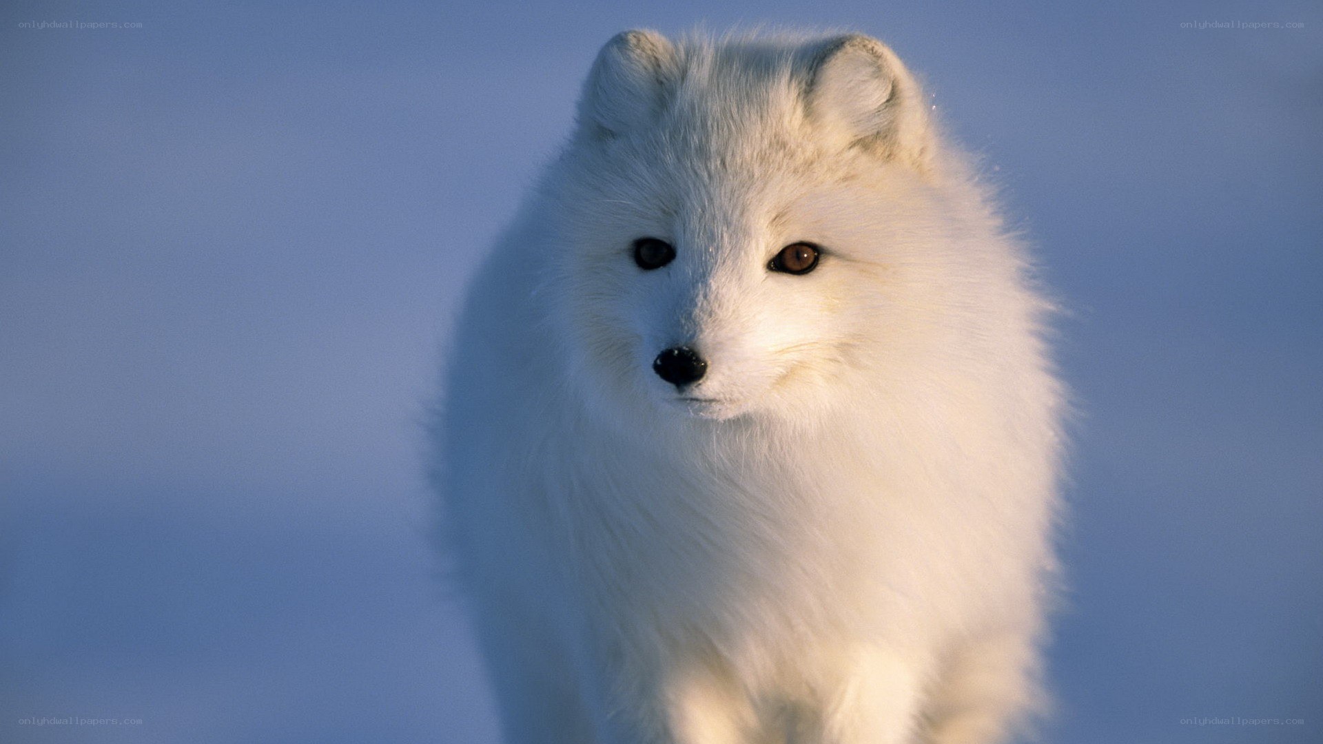 white arctic fox in snow