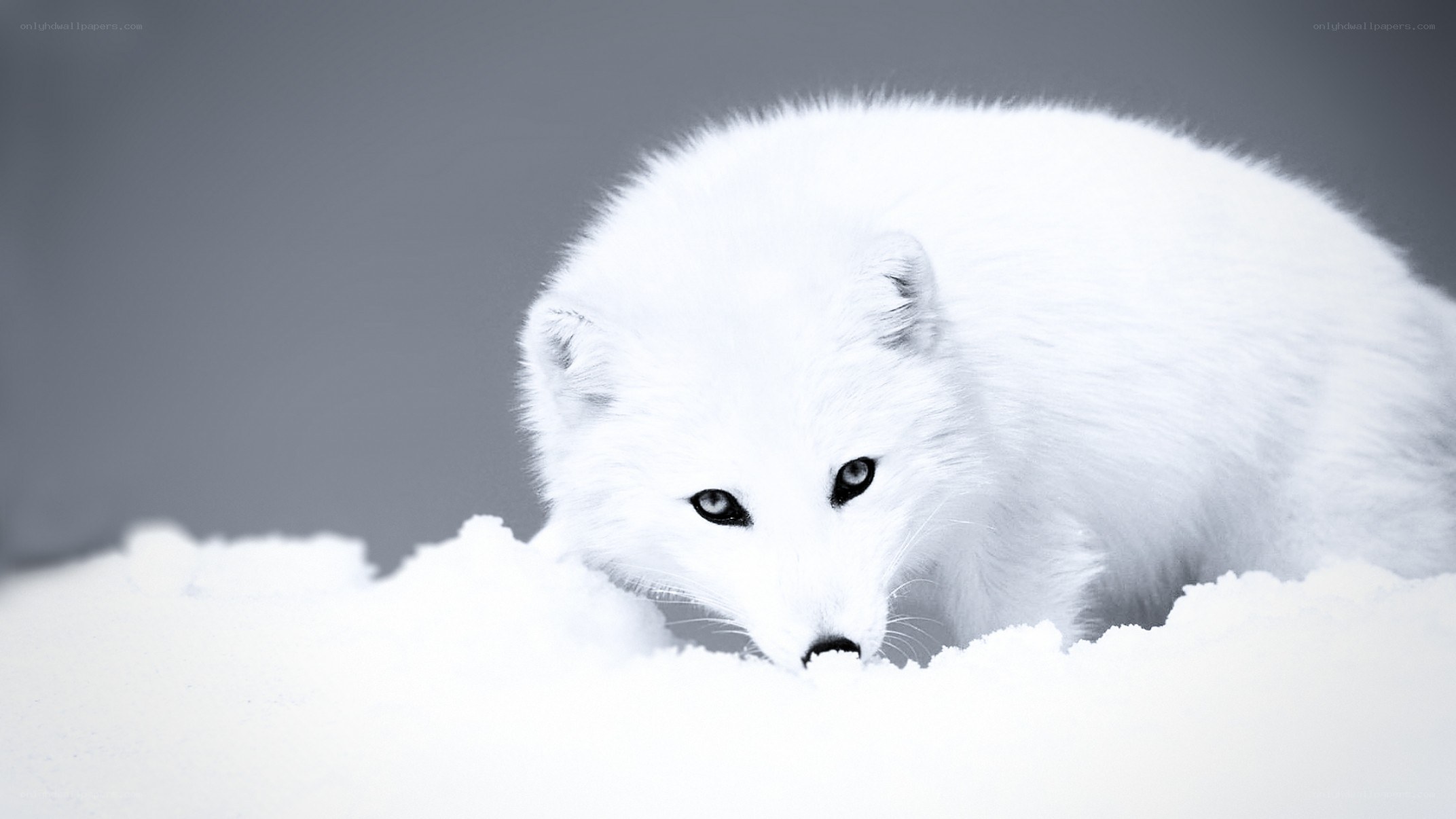 white arctic fox in snow