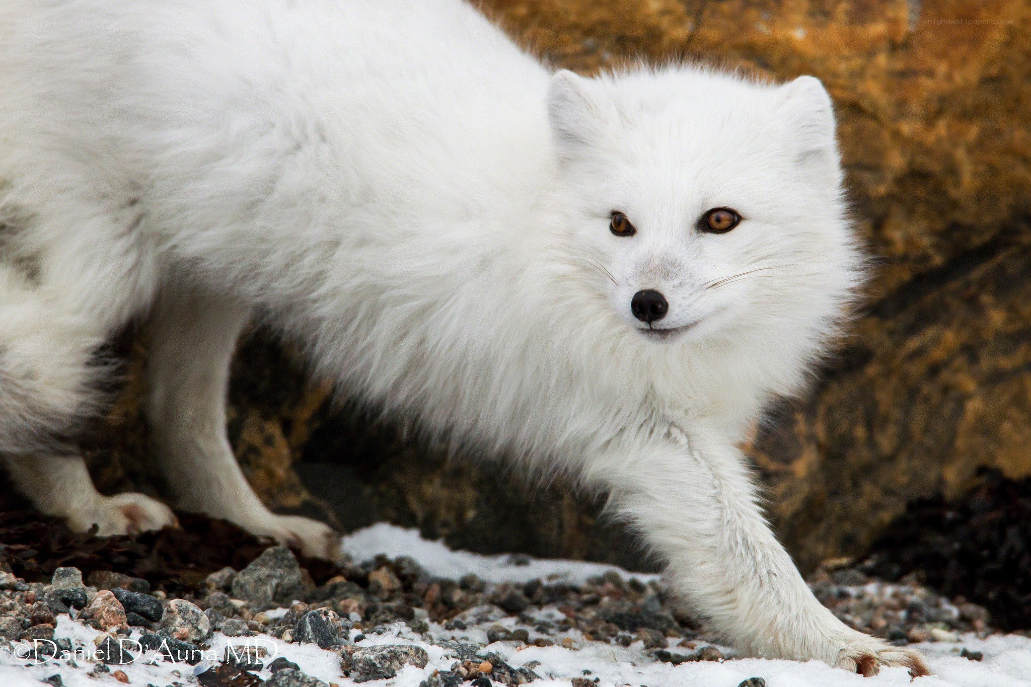 white arctic fox in snow