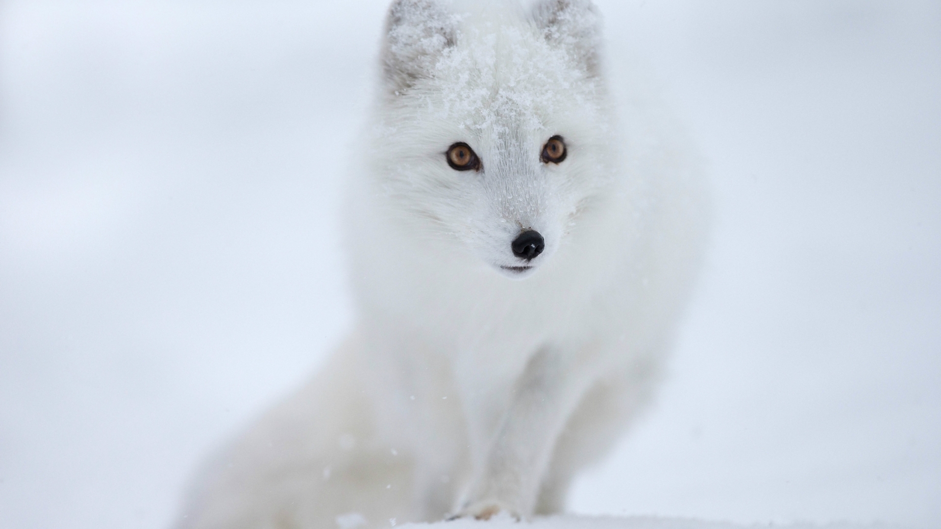 white arctic fox in snow