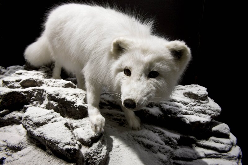 white arctic fox on rocks