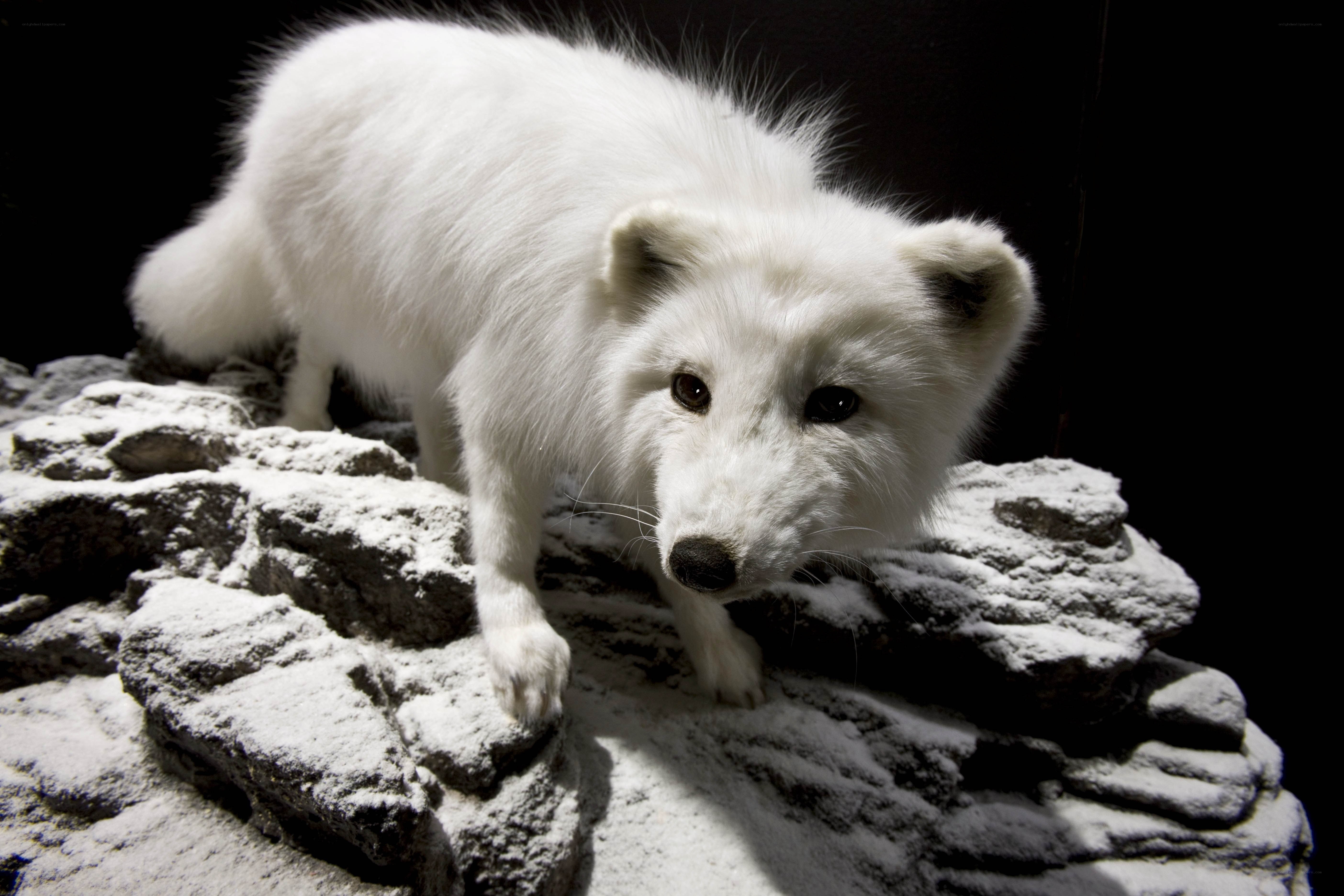 white arctic fox on rocks