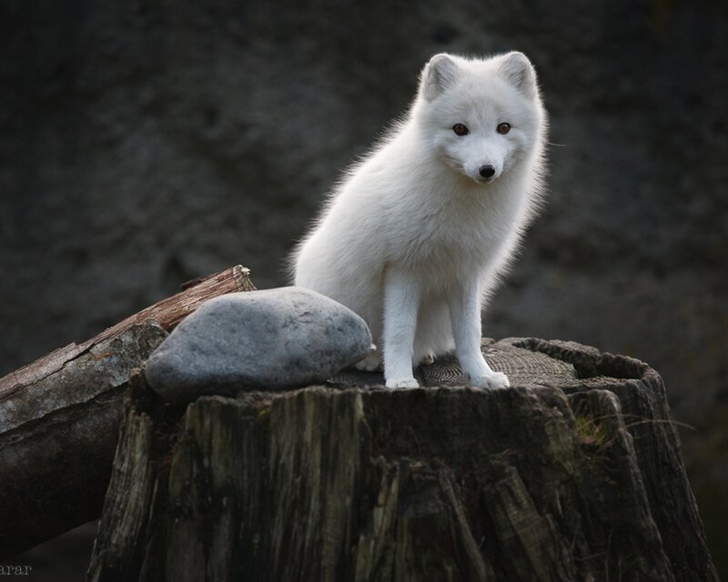 white arctic fox on stump