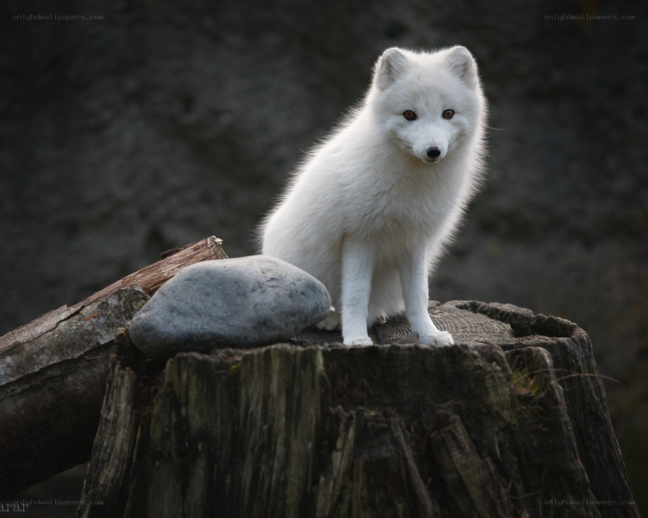 white arctic fox on stump