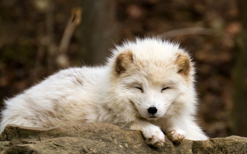 White Arctic Fox — Peaceful